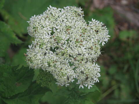 Image of Heracleum carpaticum Porc.