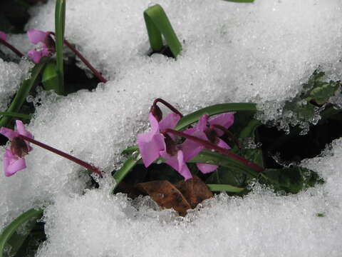 Image of Cyclamen coum Miller