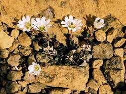 Plancia ëd Cerastium arcticum Lange