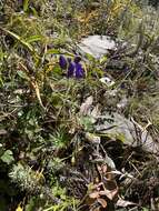 Image of Indian aconite