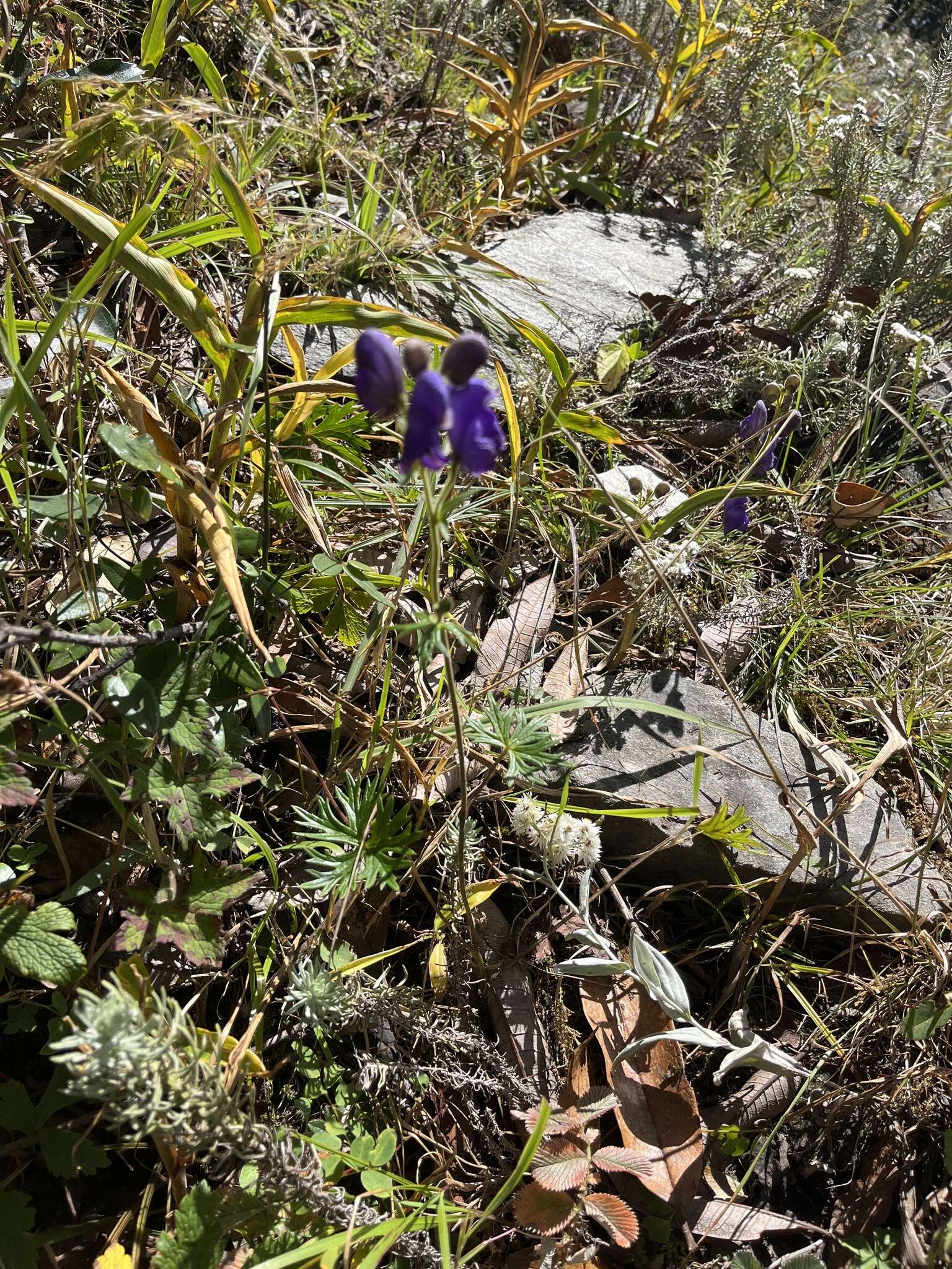 Image of Indian aconite