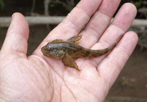 Imagem de Cottus poecilopus Heckel 1837