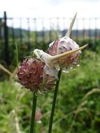 Image of wild garlic