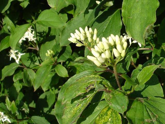 Image of bloodtwig dogwood