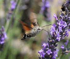 Image of humming-bird hawk moth