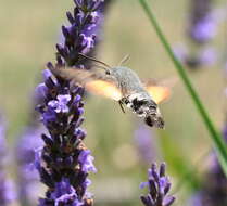 Image of humming-bird hawk moth