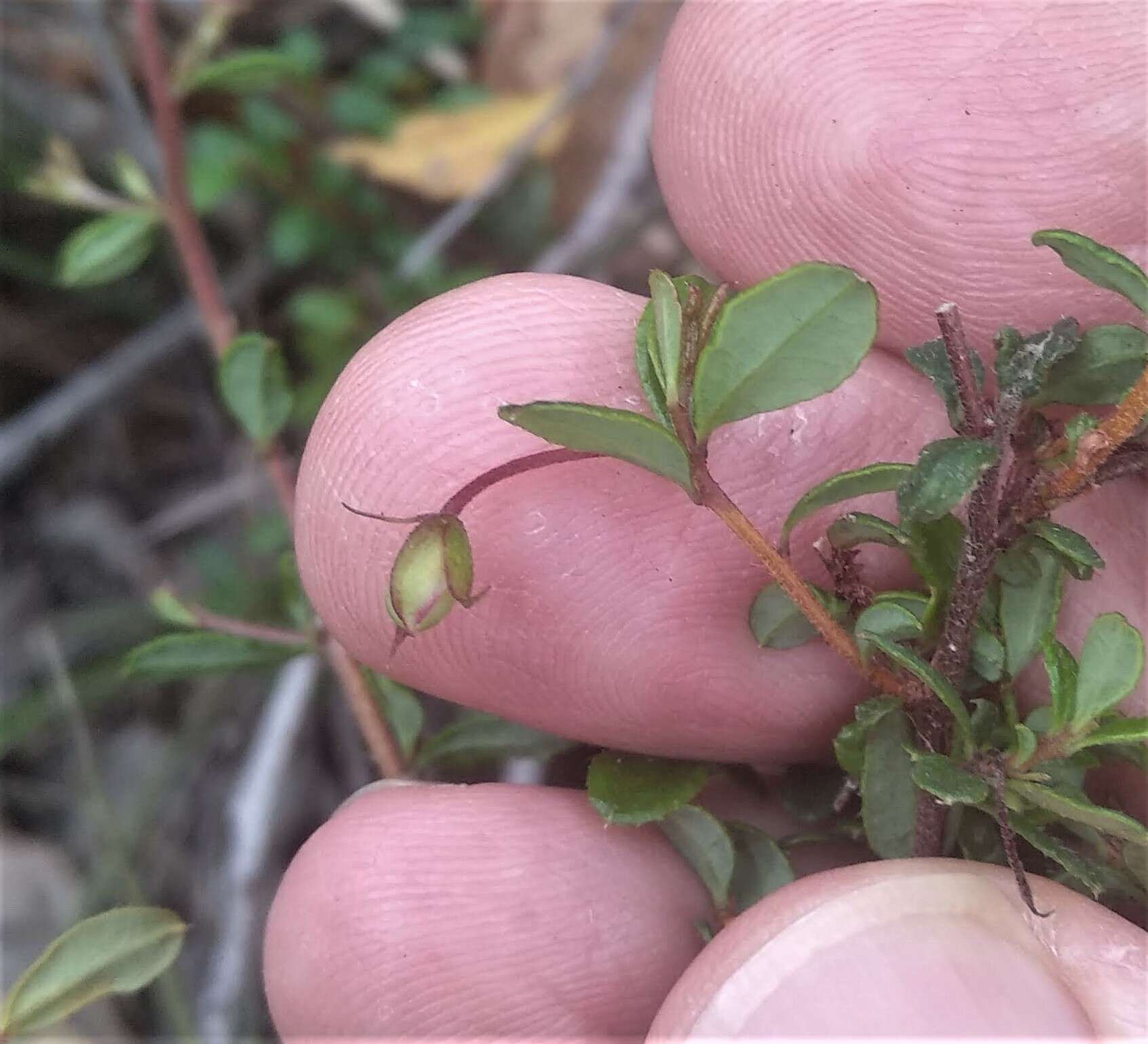 Sivun Hibbertia empetrifolia (DC.) Hoogland kuva