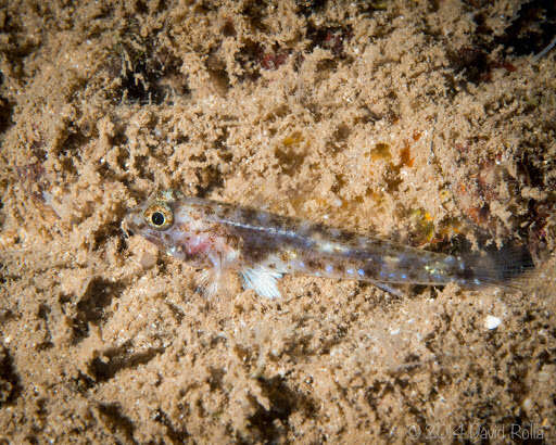 Sivun Fusigobius duospilus Hoese & Reader 1985 kuva