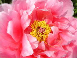 Image of moutan peony