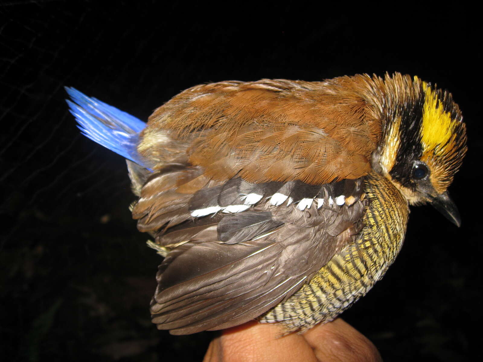 Image of Bornean Banded Pitta