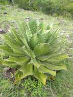 Image of Agave cupreata Trel. & A. Berger