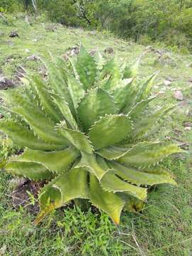 Image of Agave cupreata Trel. & A. Berger