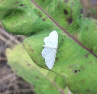 Image of dotted borded wave