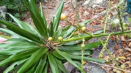 Image of Dracaena xiphophylla Baker