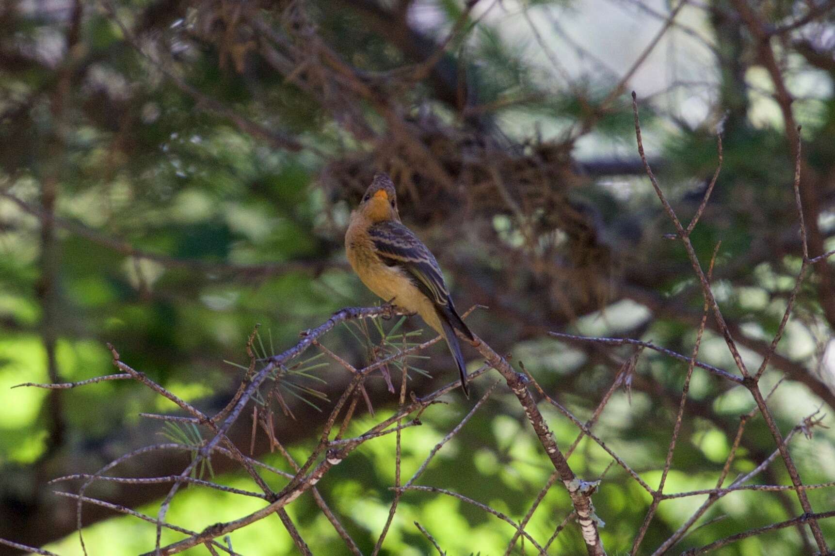 Mitrephanes phaeocercus tenuirostris Brewster 1888 resmi