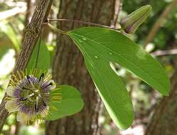 Image of Passiflora standleyi Killip