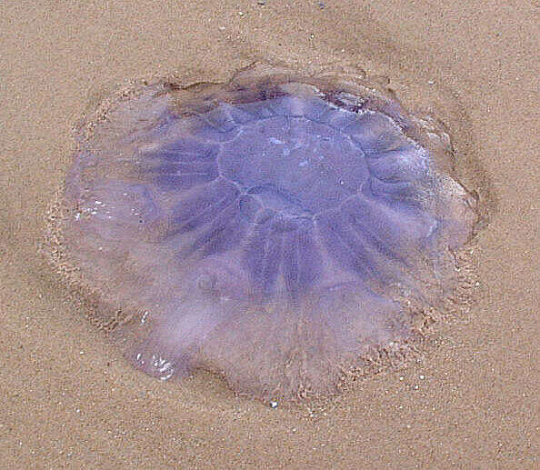 Image of Blue Jellyfish