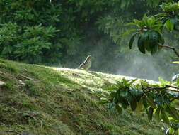 Image of Song Thrush