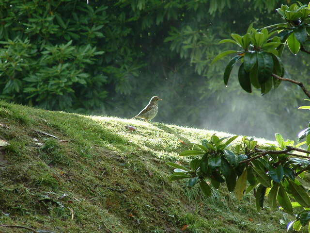 Image of Song Thrush