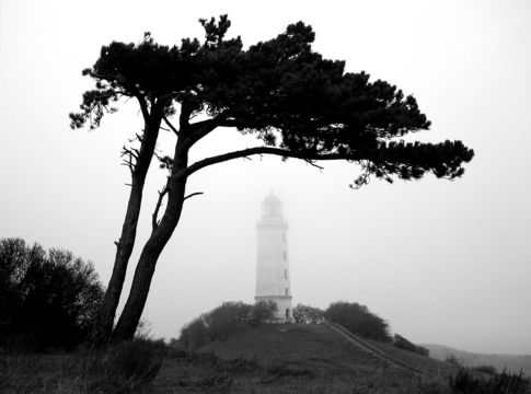 Image of Austrian Pine