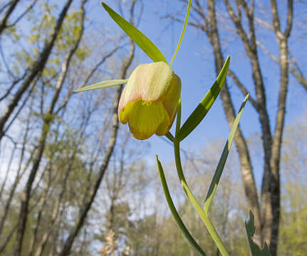 Image of Fritillaria pontica Wahlenb.