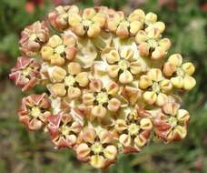 صورة Asclepias fallax (Schltr.) Schltr.