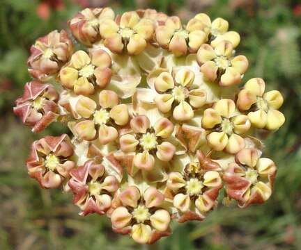 Image of Asclepias fallax (Schltr.) Schltr.