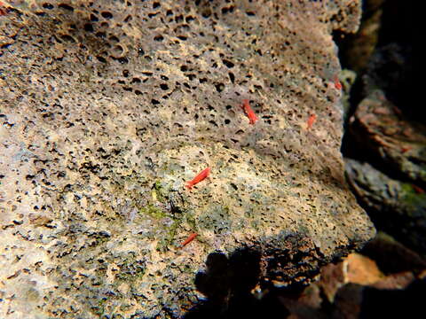 Image of Halocaridina Holthuis 1963