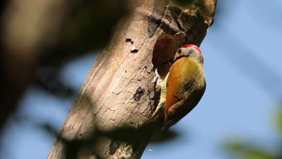 Image of Golden-olive Woodpecker