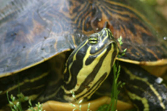 Image of Peninsula Cooter