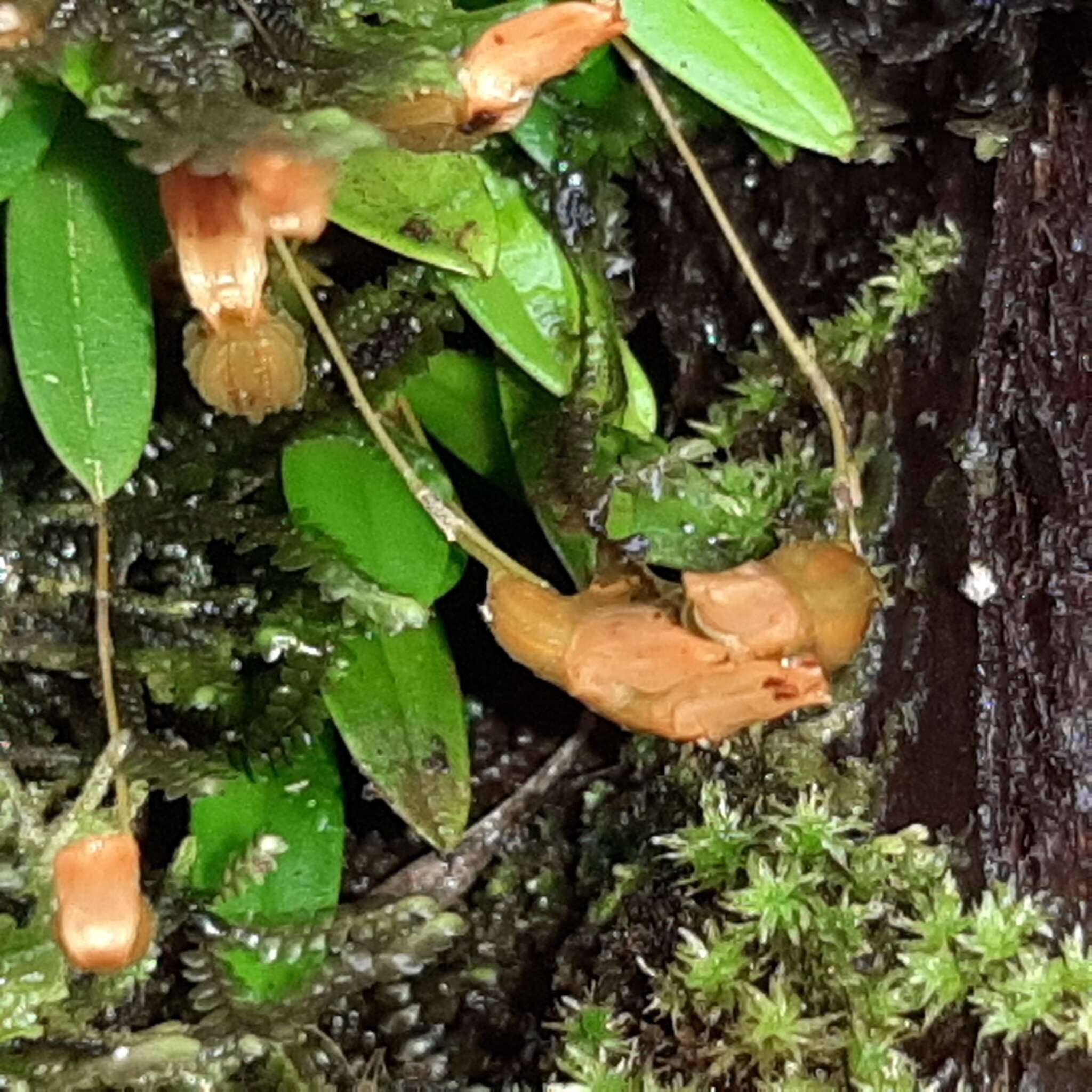 Image of Specklinia lanceola (Sw.) Lindl.