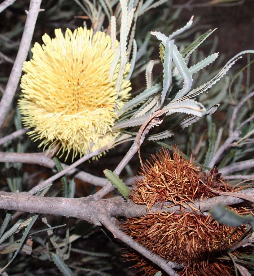 Image of Banksia lindleyana Meissn.