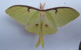 Image of Luna Moth