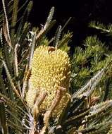 Plancia ëd Banksia attenuata R. Br.