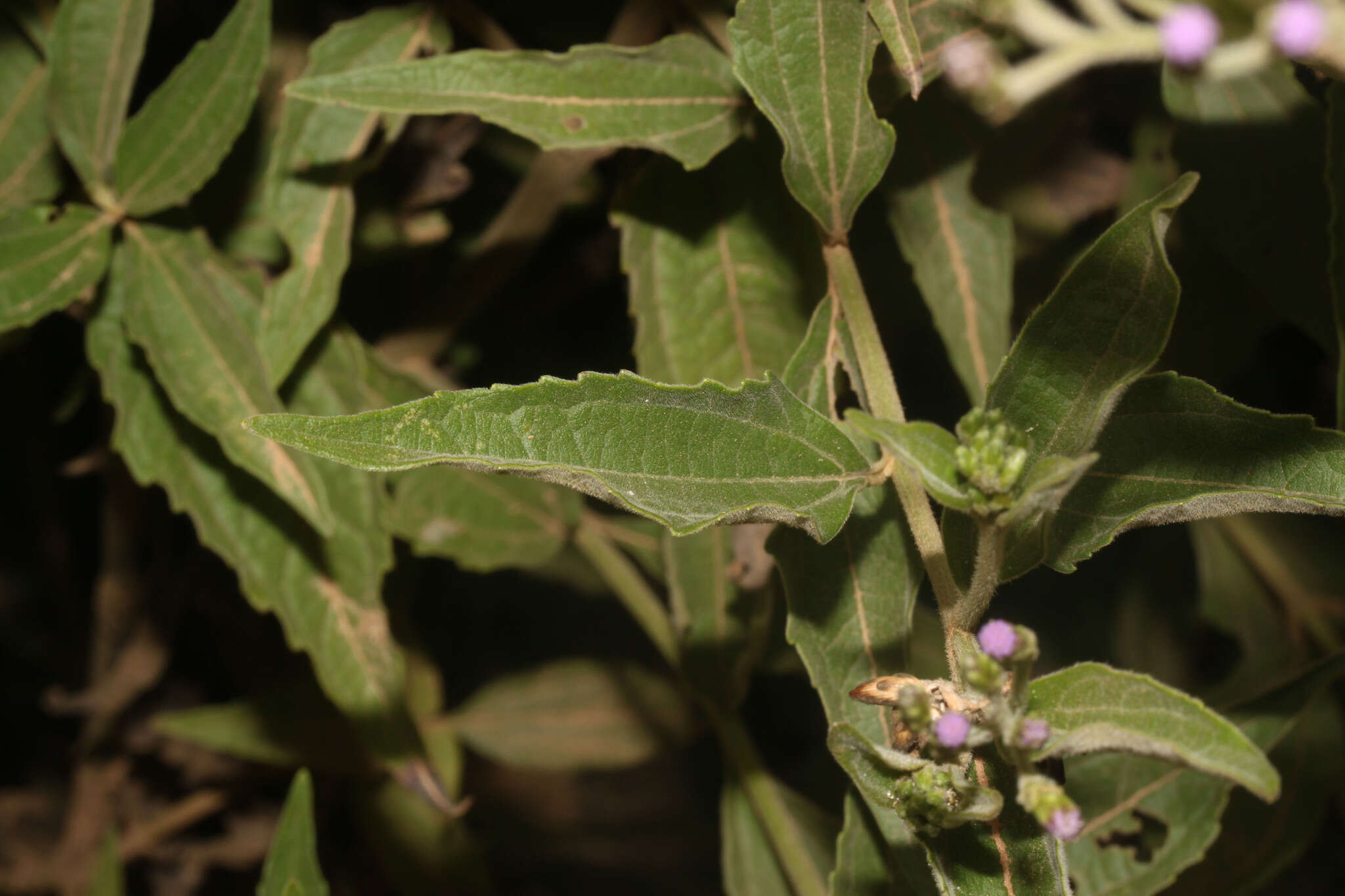 Слика од Chromolaena tunariensis (Hieron.) R. King & H. Rob.