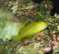 Image of Clown gobies; Coral gobies