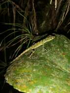 Image of Anolis anoriensis Velasco, Gutiérrez-cárdenas & Quintero-angel 2010