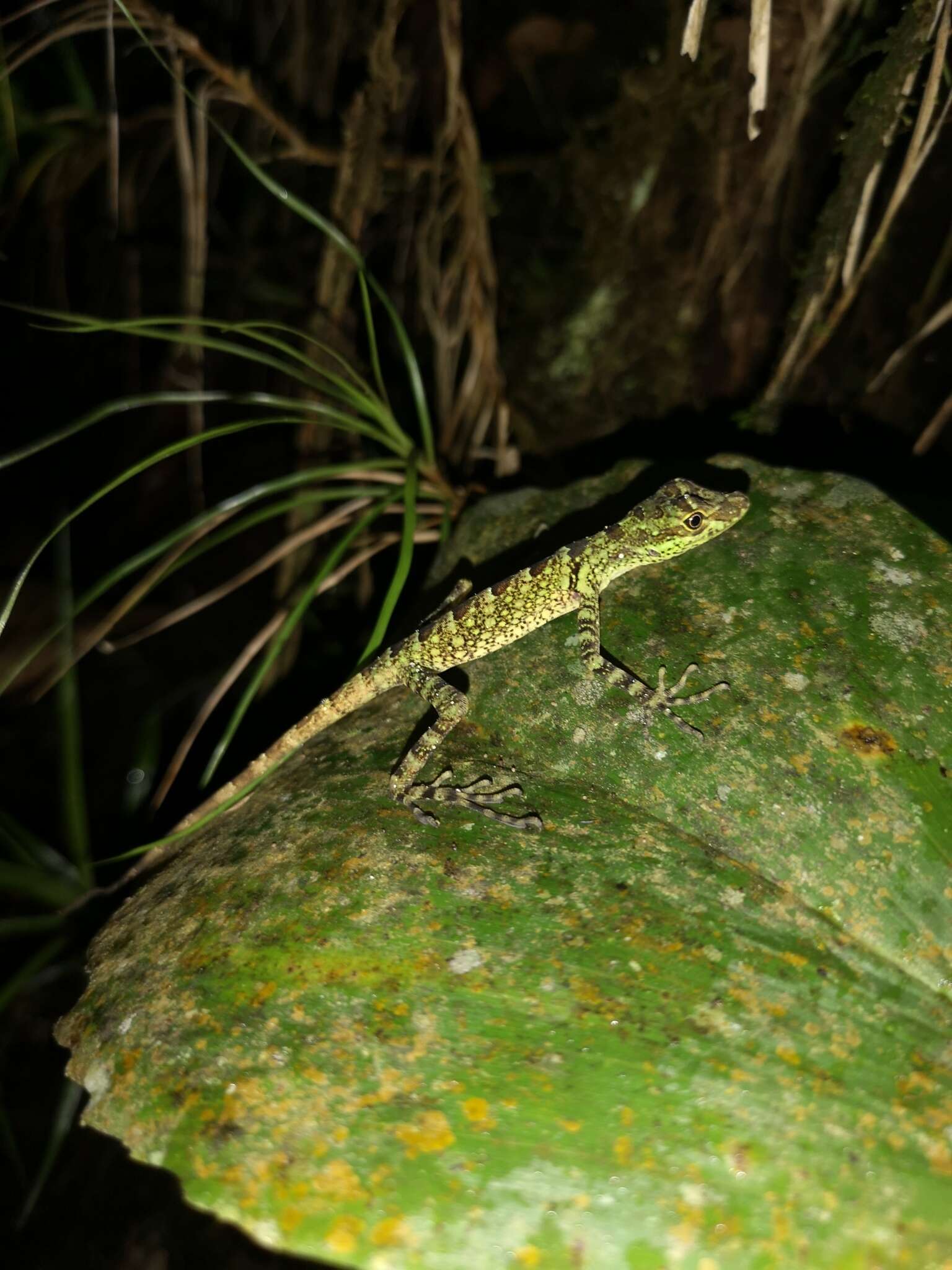 Image of Anolis anoriensis Velasco, Gutiérrez-cárdenas & Quintero-angel 2010