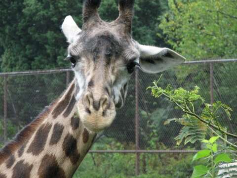 Plancia ëd Giraffa camelopardalis (Linnaeus 1758)