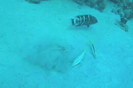 Image of Banded maori wrasse