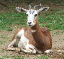 Image of Addra Gazelle