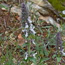 Stachys plumosa Griseb. resmi