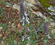 Plancia ëd Stachys plumosa Griseb.