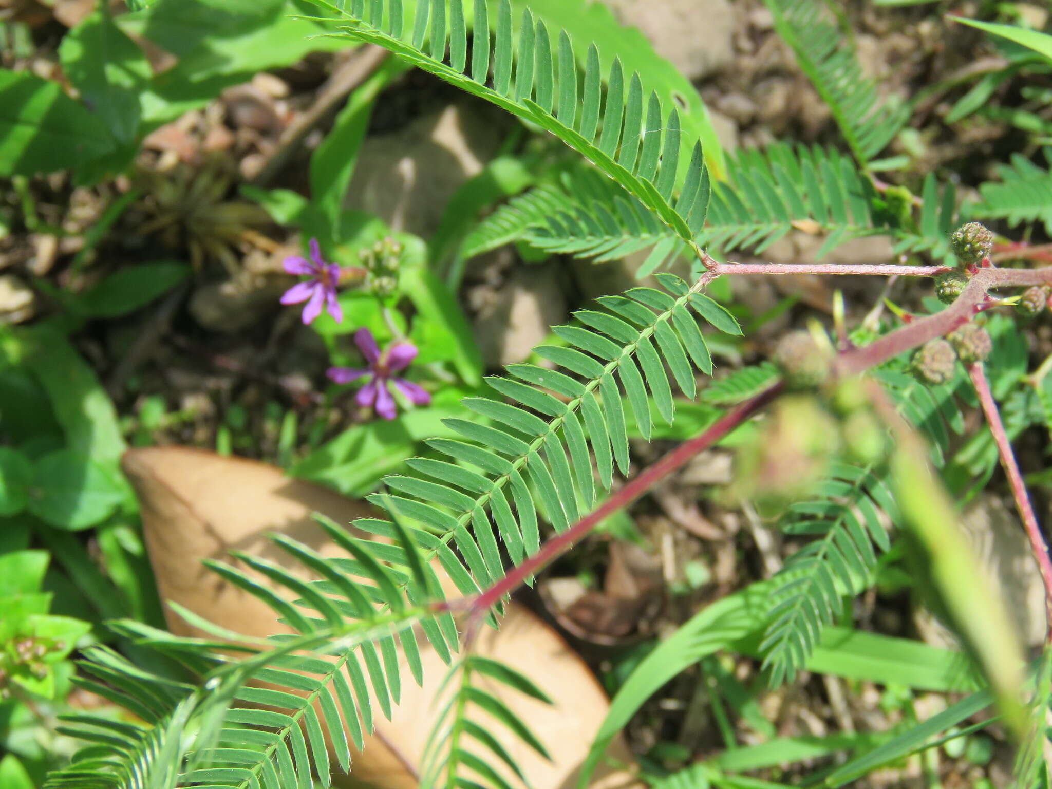 Sivun Mimosa polycarpa Kunth kuva