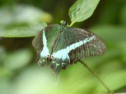 Image of Common Banded Peacock