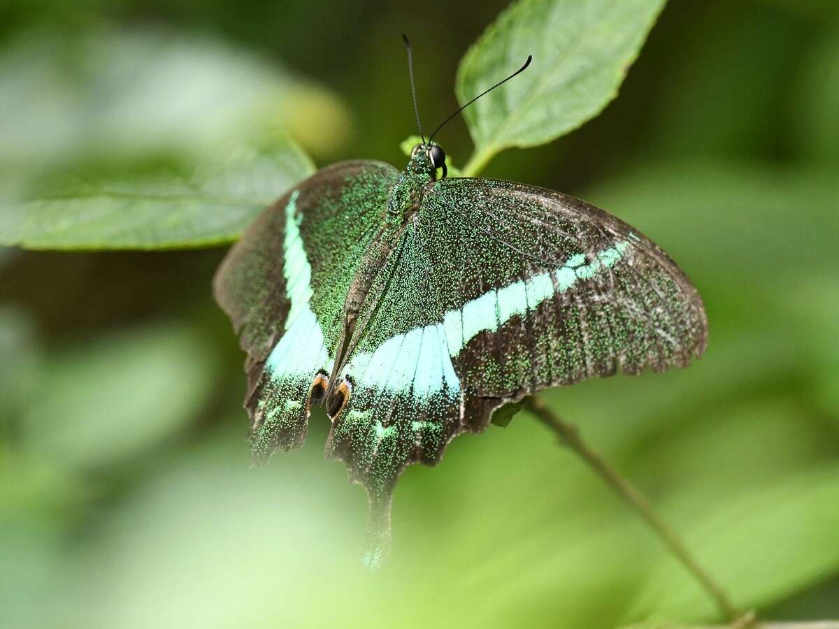 Sivun Papilio crino Fabricius 1792 kuva