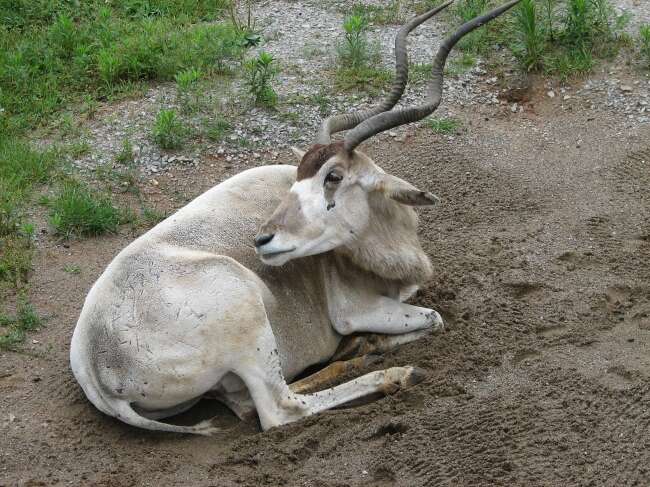 Image of Addax