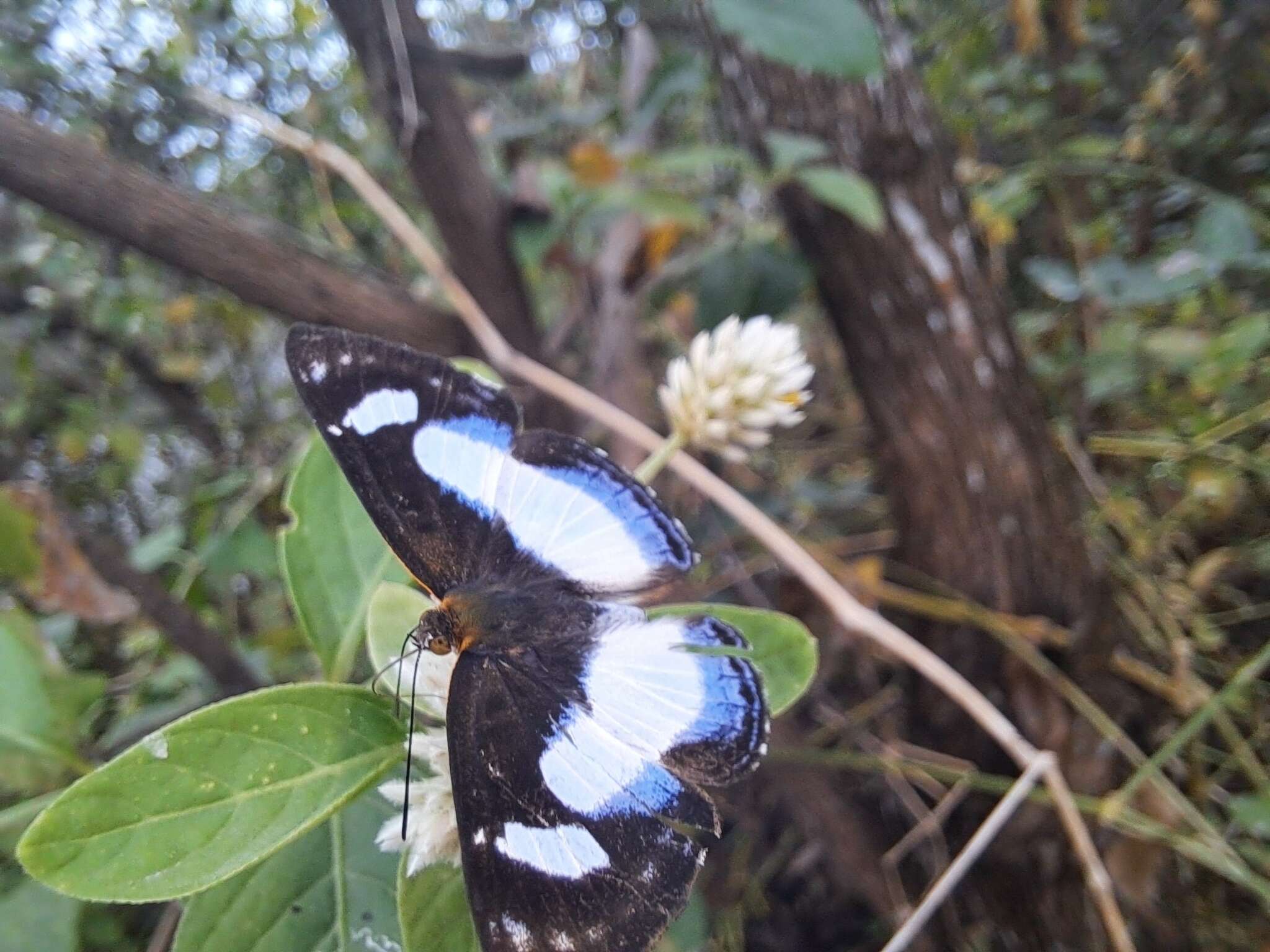 Image of Irenia Metalmark