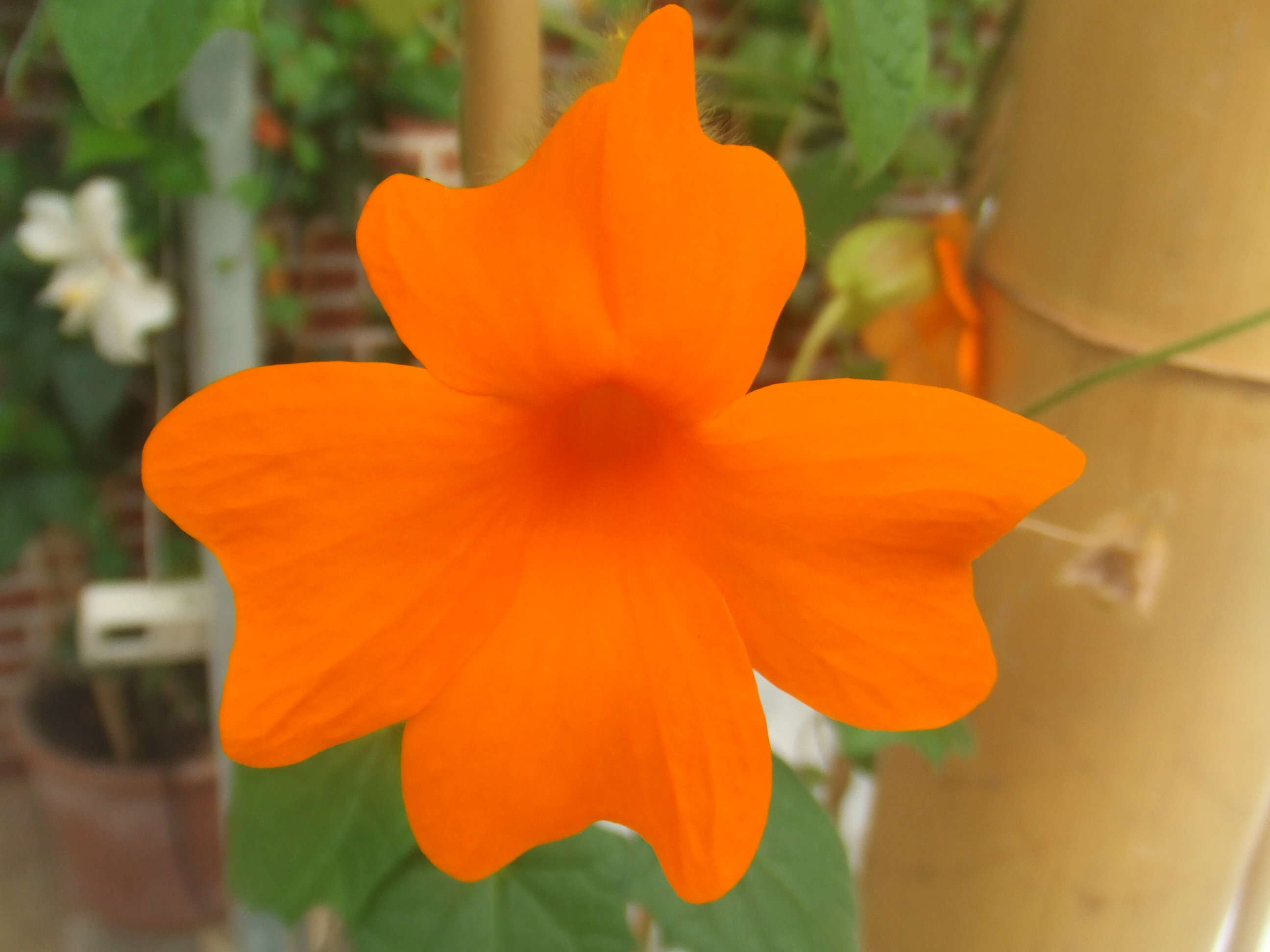 Image of Thunbergia gregorii S. Moore