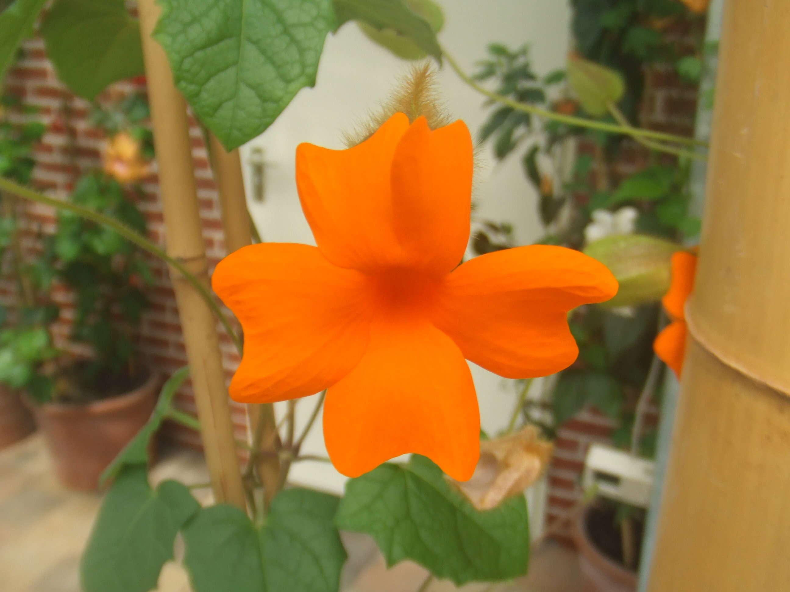 Image of Thunbergia gregorii S. Moore